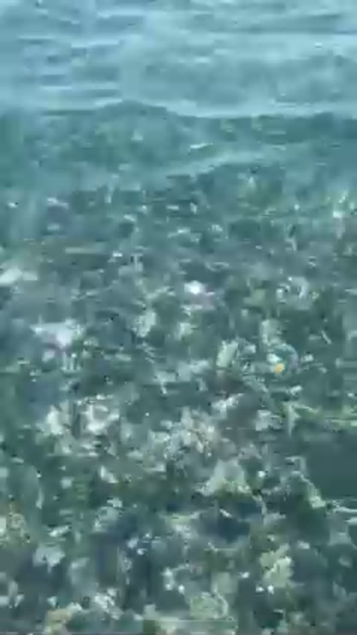 MiamiMur