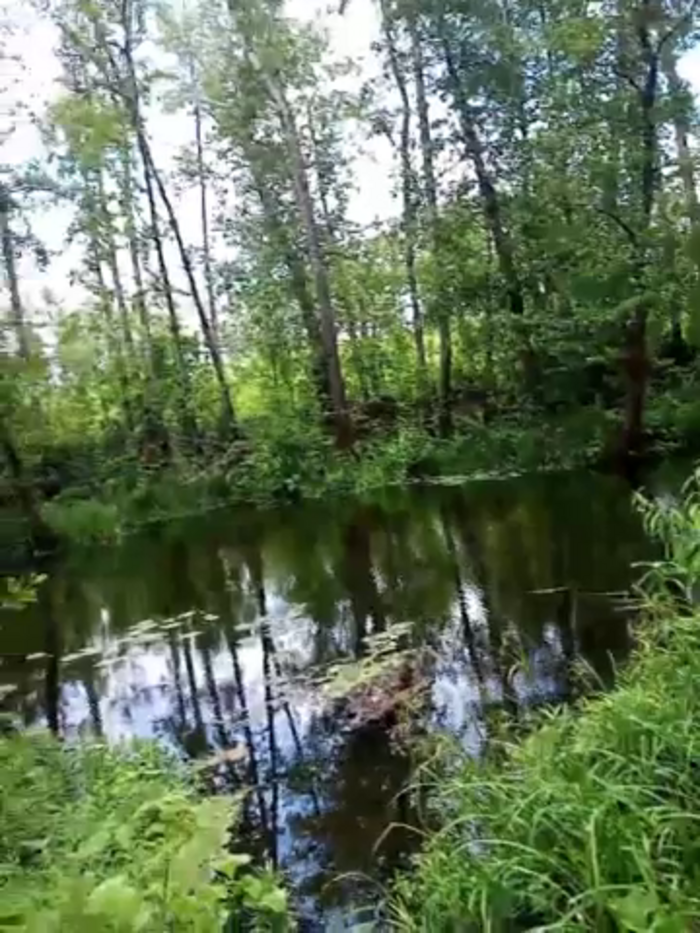 -Pypsiki-