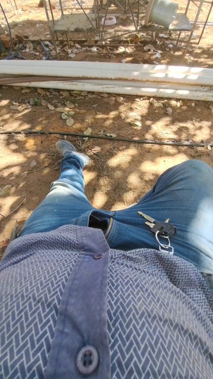 Ribeirosiebes