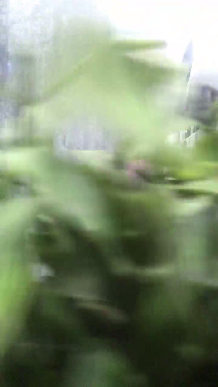 sampaiosafado