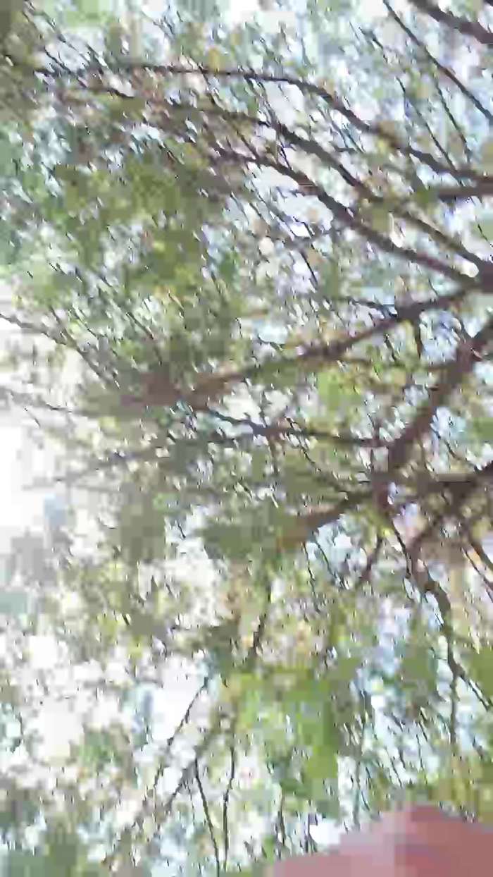 carolinda1