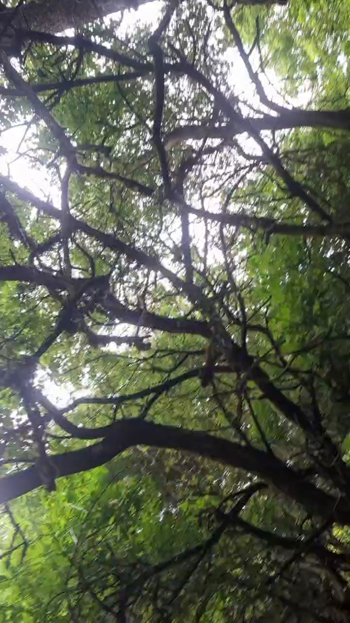 Doperman