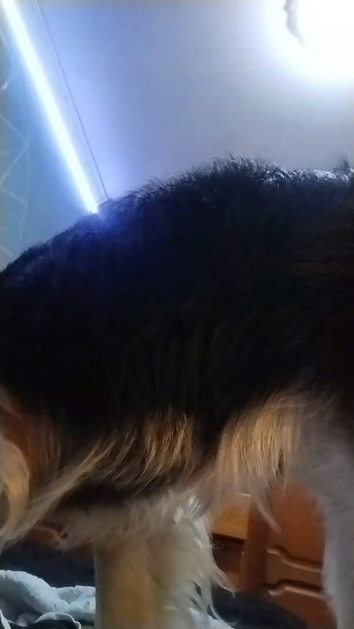 hanna_fox3