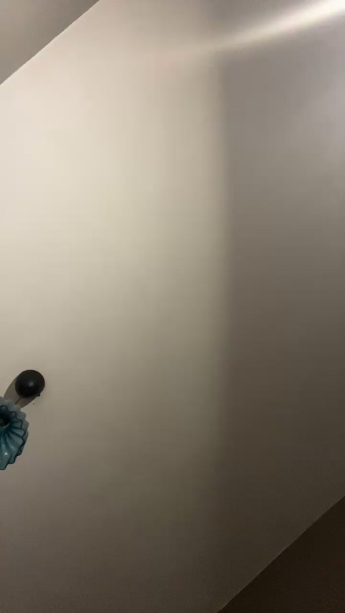 Pollon29_cm
