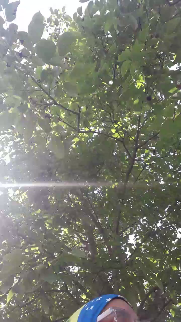Zoebrazil49