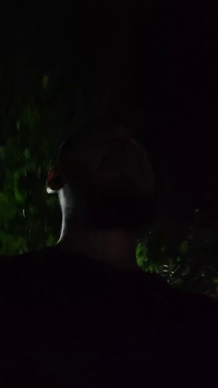umbomgaroto