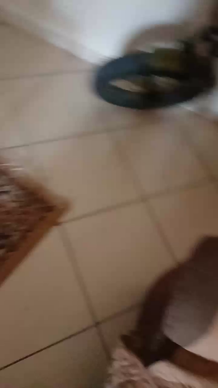 Divertiamoci86