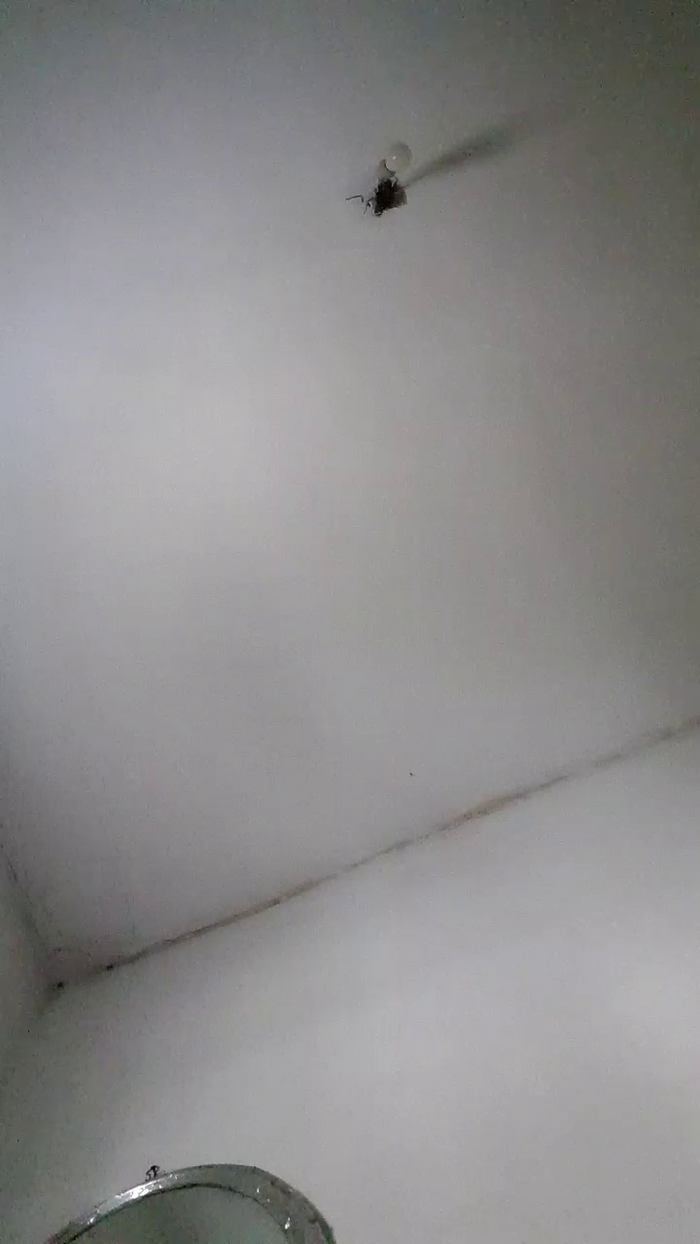 19cmdovitinho