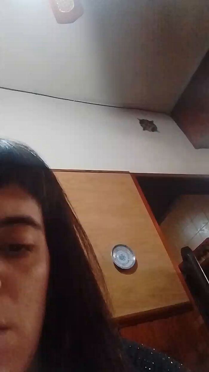 Lachispa32