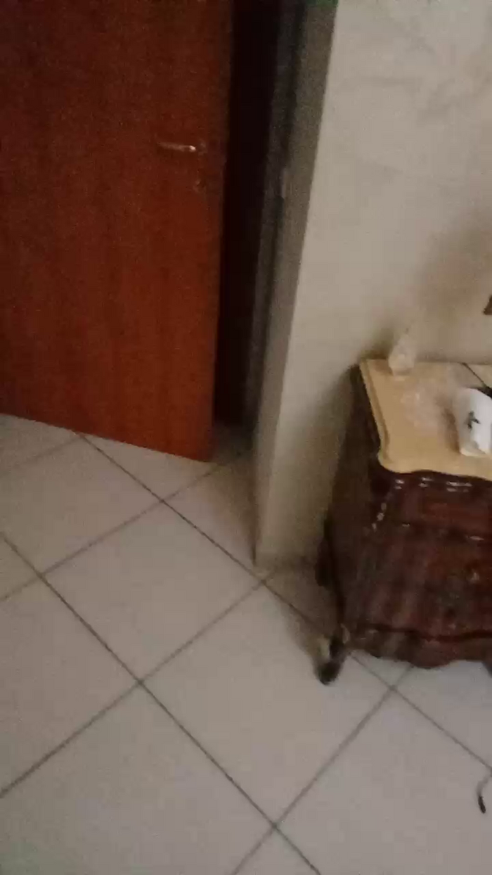 Divertiamoci86