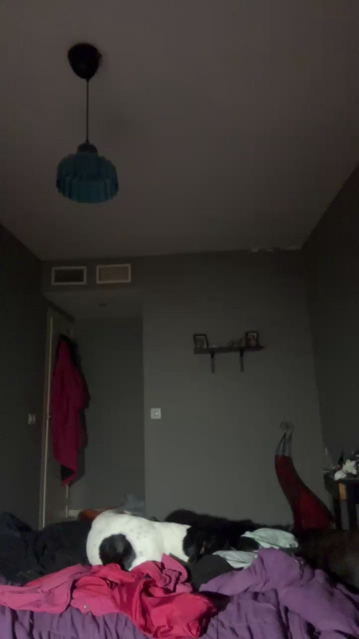 Pollon29_cm