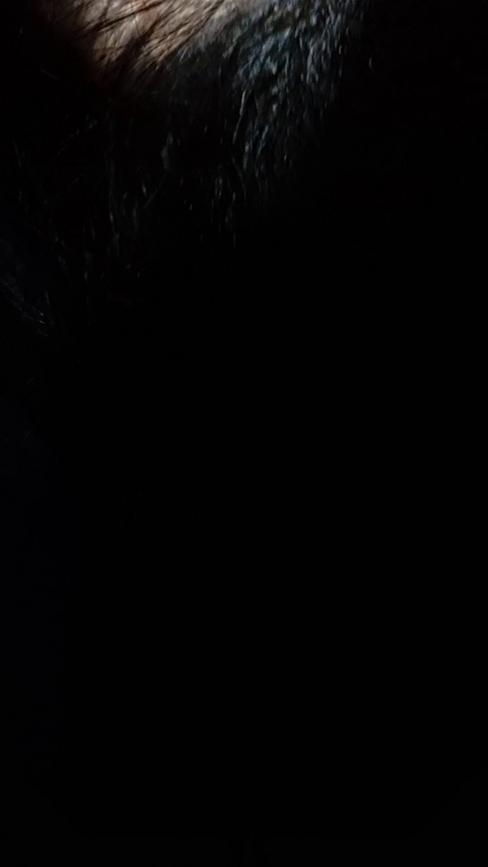 vogliadi6