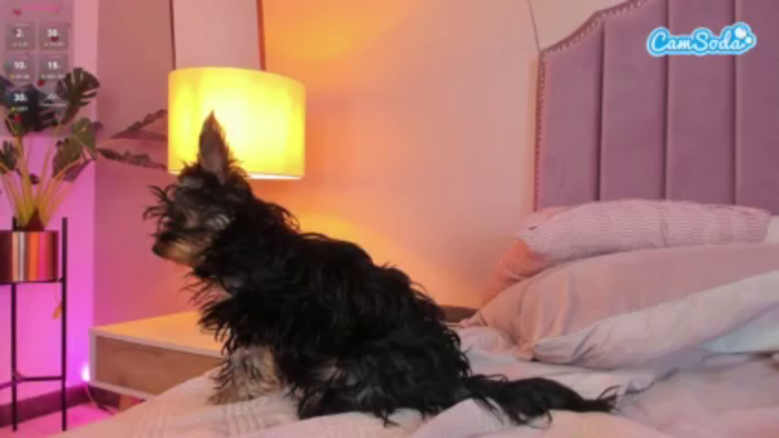 little-natt