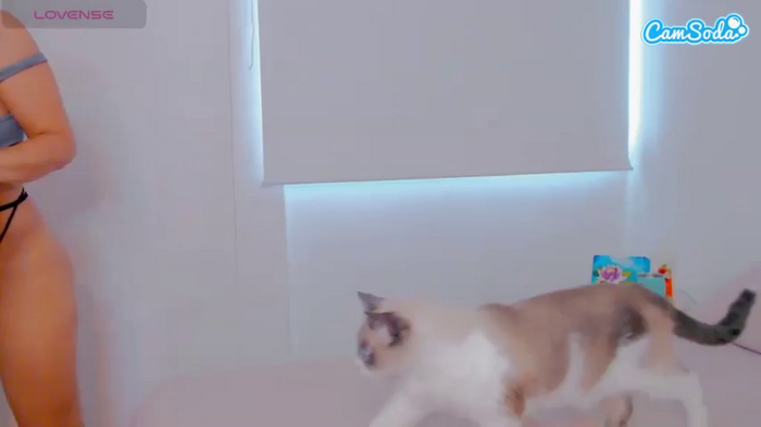 alice-fox