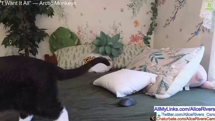 aliceriverscam