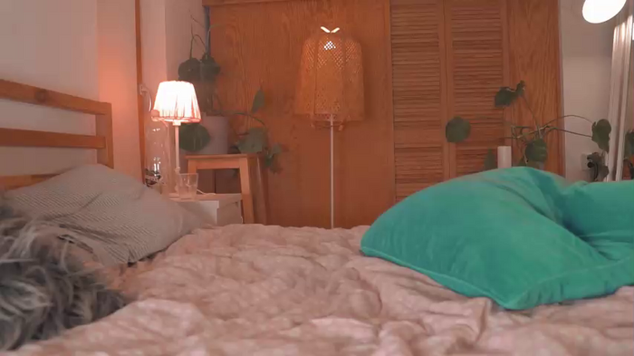 ocicat