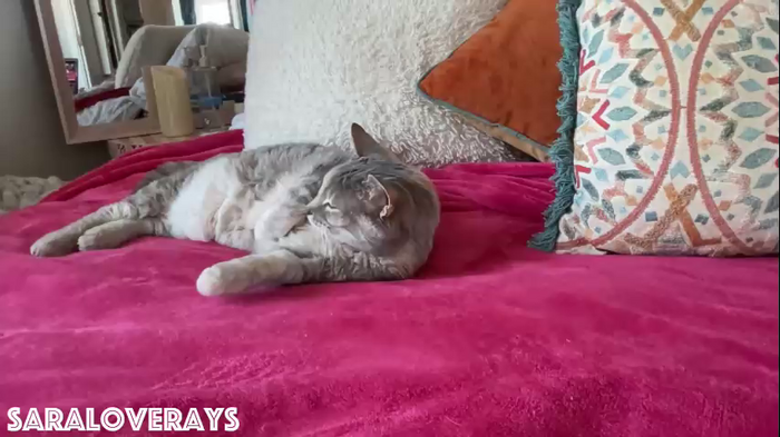 saraloverays