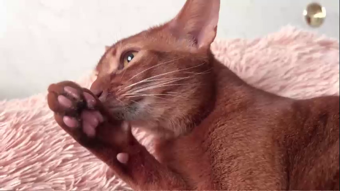 holydori