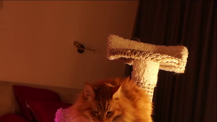 _meganmeow_