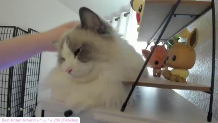 Kitty