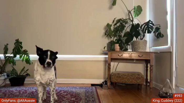 Alt_Aussie