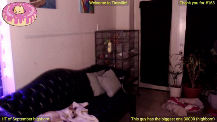 ATinyCassie