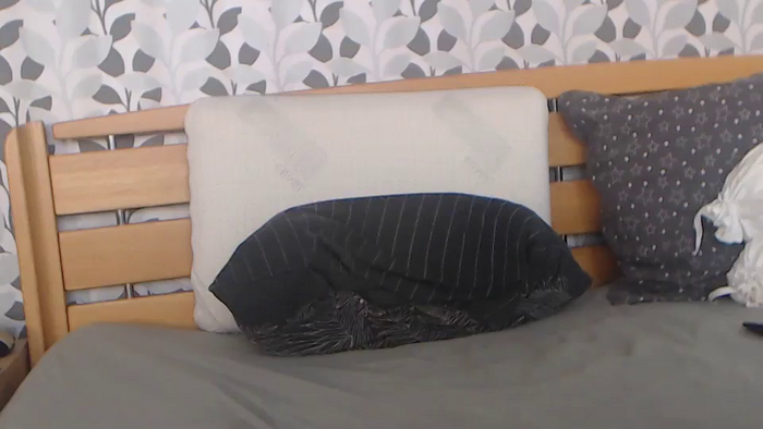 Kelywild