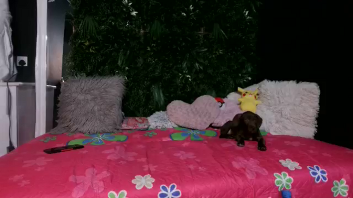 Vivienne__Fox