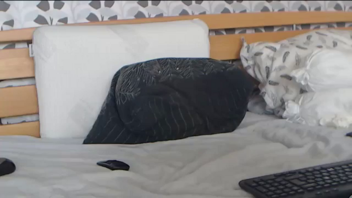Kelywild