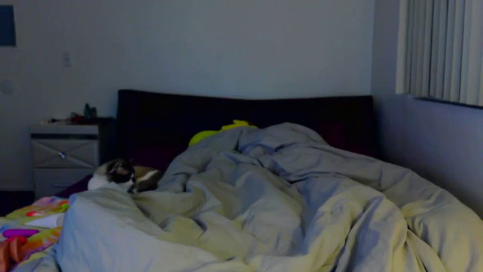 RavenVidVixen