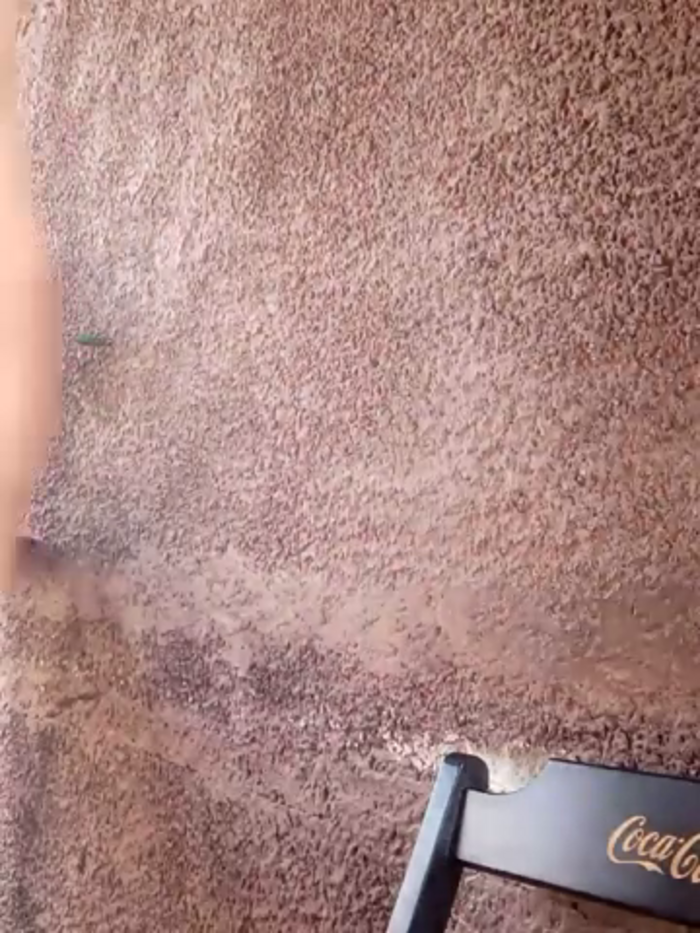 Peludo173317