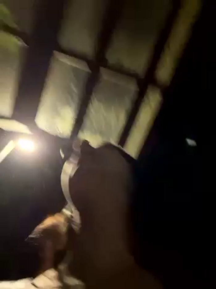DoriDeluxe66
