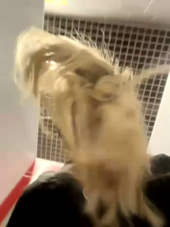 Kira_Miu