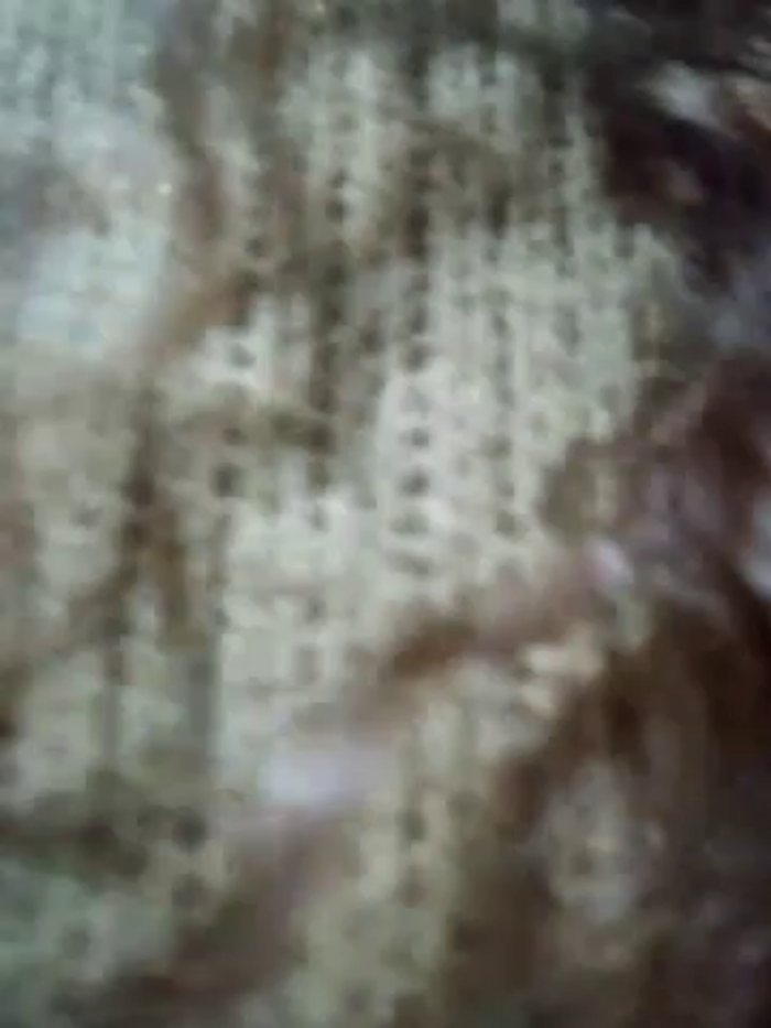 Kleopatracolo
