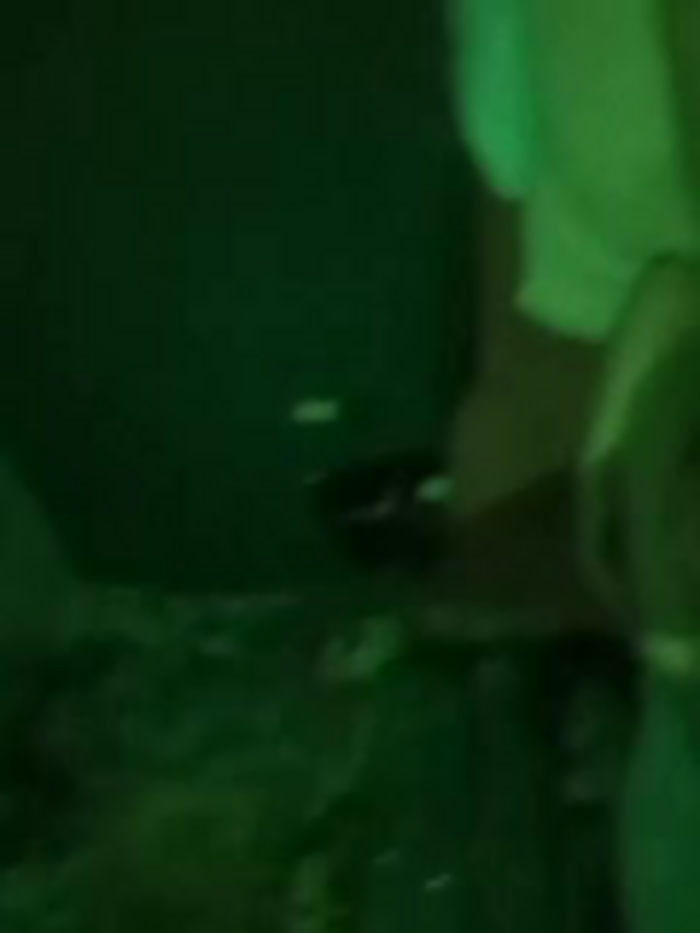 TexaSMESS_37