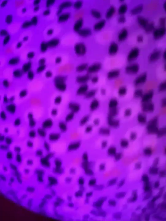 yourcutesarah