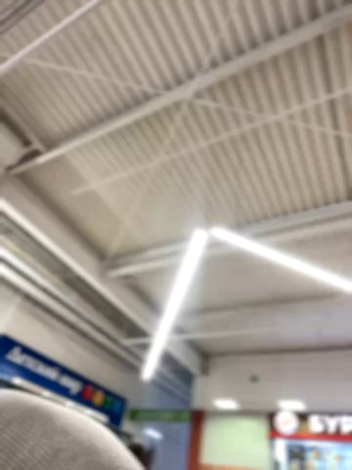 Holly_Molii
