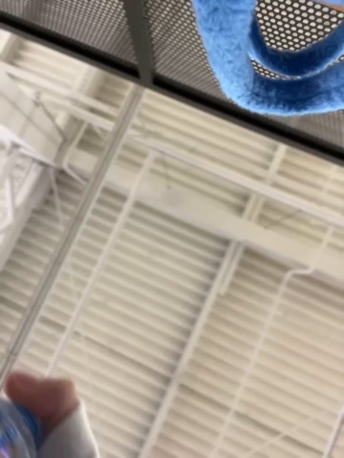 Holly_Molii