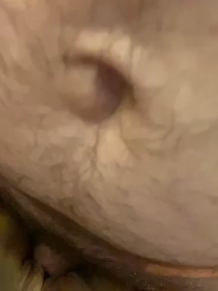sexyasscougar