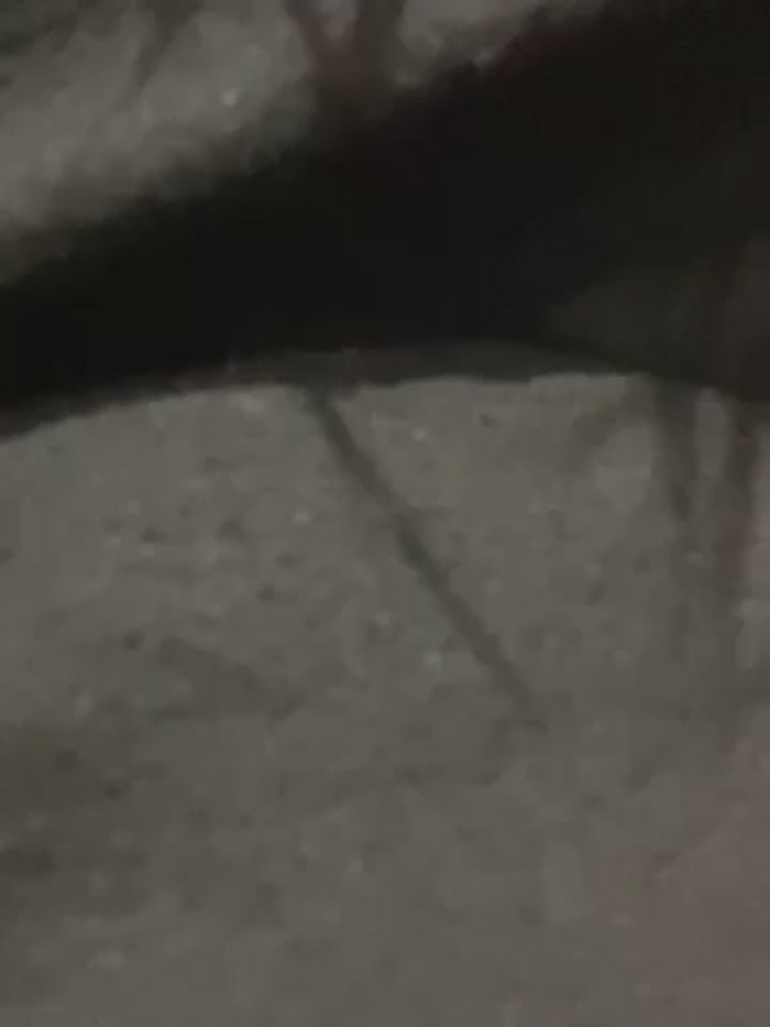 psilybaby