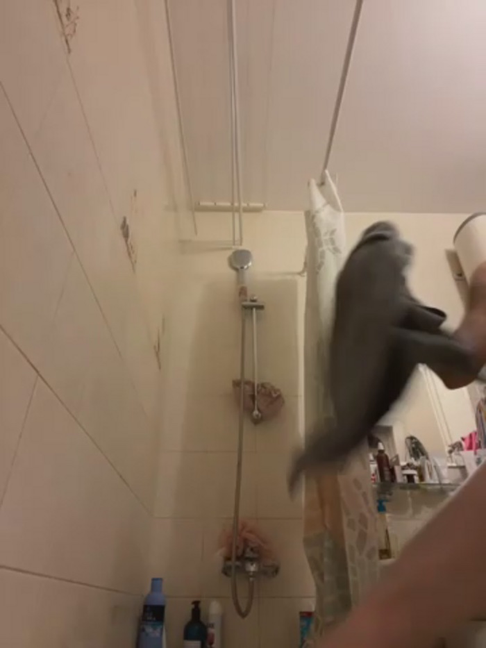 RinaCat