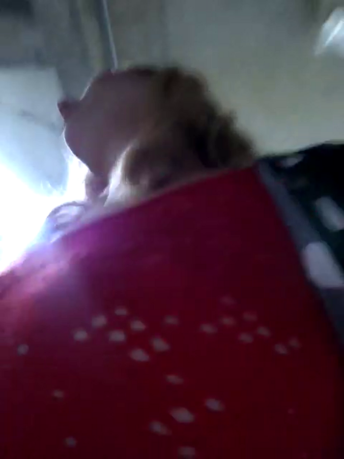 NicoleCut