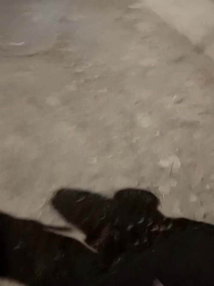 the_queen_of_street