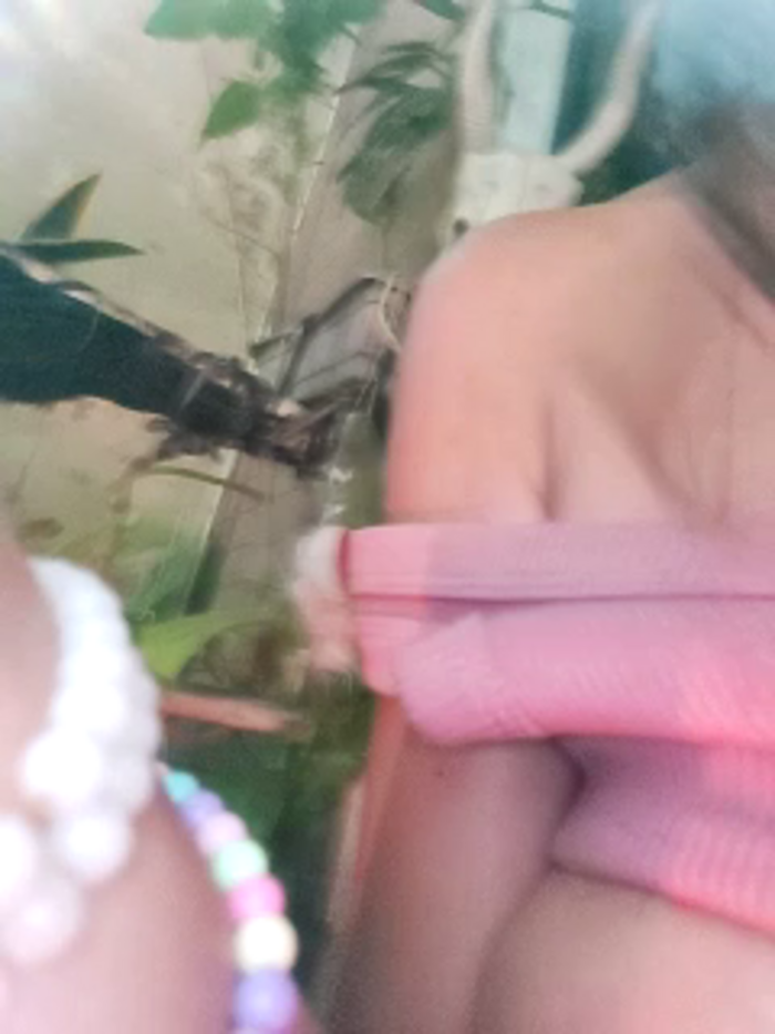 k_lebannon
