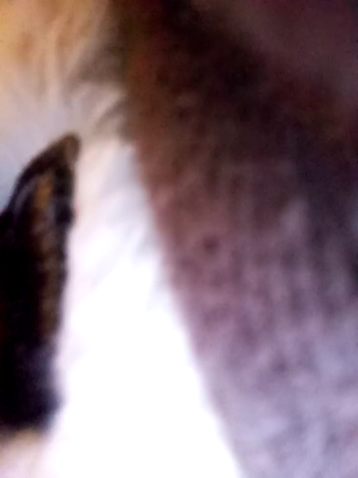 BaileyZelda