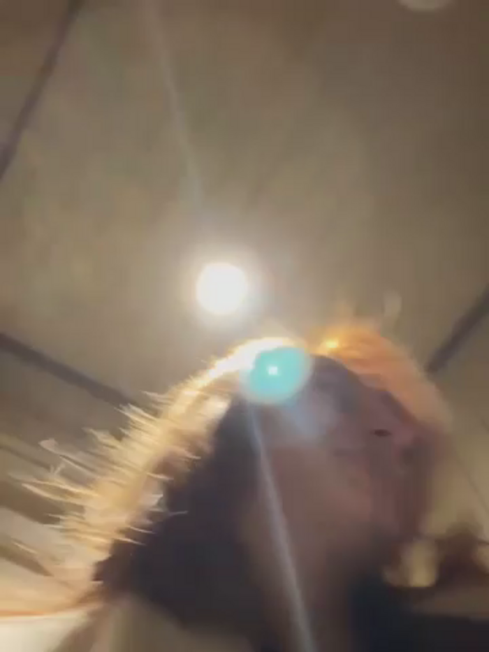 -AngelAri-