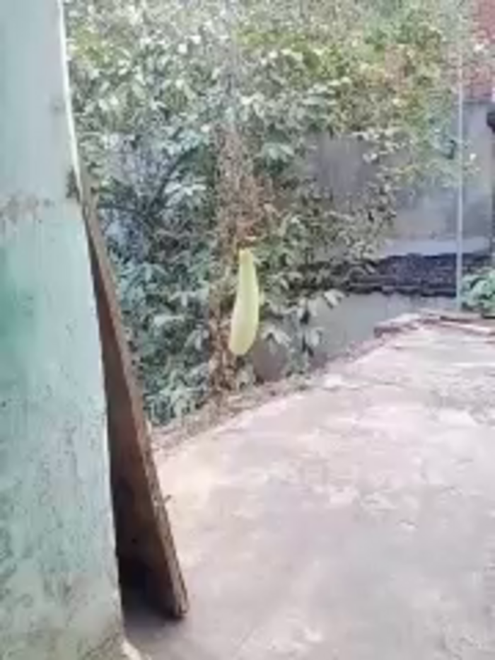 anushkabhabhi