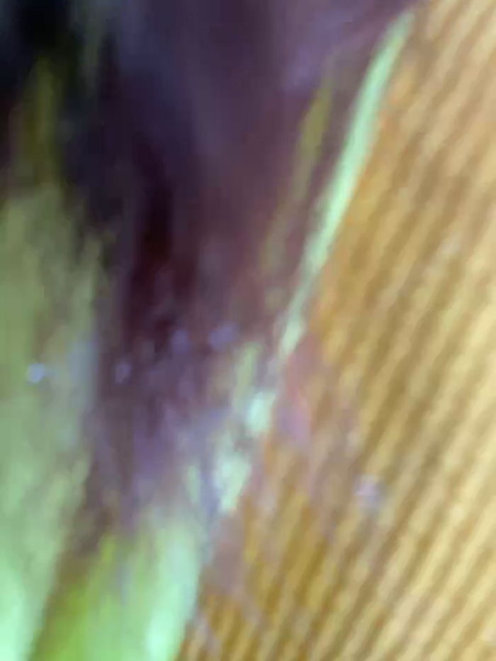 Claire_xixi1