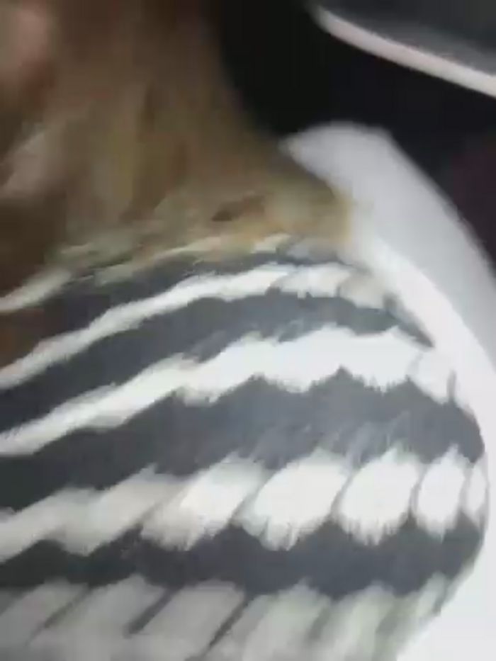 SophieVJ