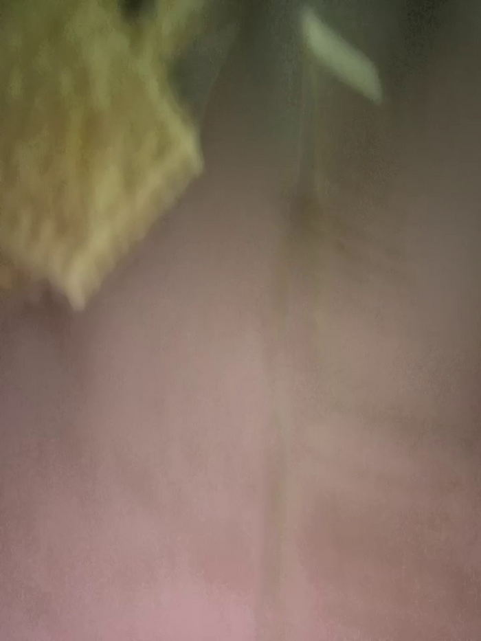 Starling_Zara